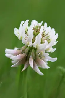 Pratense: Clover
