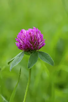 Pratense: Clover