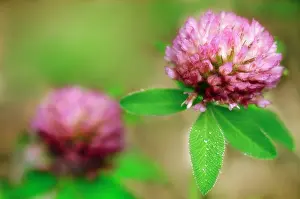 Pratense: Clover