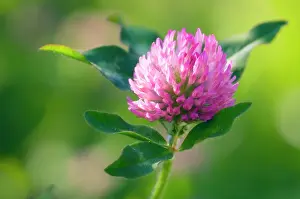 Pratense: Clover