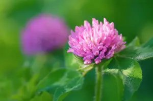 Pratense: Clover