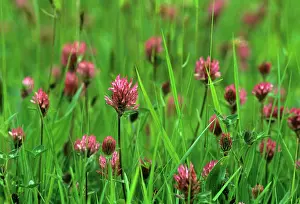 Pratense: Clover