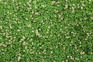 Shamrock: Clover