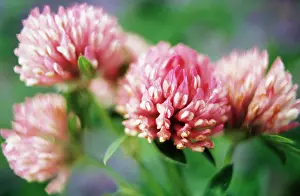 Pratense: Clover