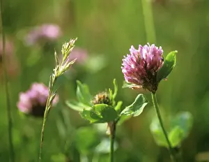 Clover: Clover