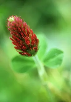 Clover: Clover
