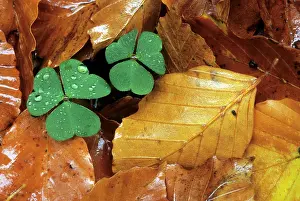 Leafs: Clover in autumn leaf's