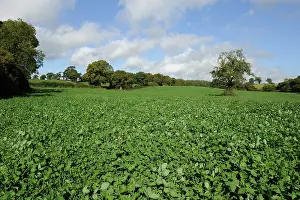 Clover: Clover crop