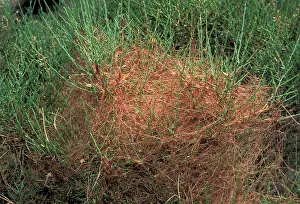 Broom: Clover Dodder - Colonizing a corsican broom