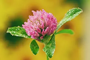Kentucky: Clover Flower