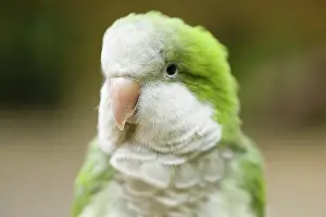 Myiopsitta: Clover the Parrot