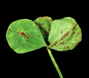 Trifolium: Clover rust (Uromyces nerviphilus)