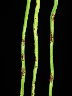 Trifolium: Clover rust (Uromyces nerviphilus)