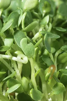Sprouts: Clover sprouts