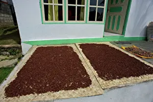 Harvests: Cloves - drying in the streets