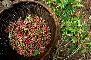Harvests: Cloves - just after picking
