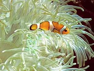 Ocellaris: Clown / Anemone Fish