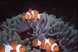 Anemones: CLOWN / ANEMONE FISH