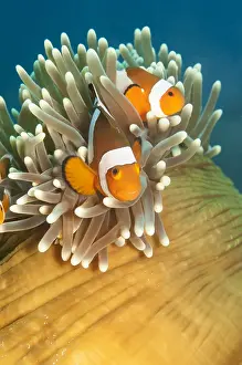 Anemonefish: Two clown anemone fish (Amphiprion ocellaris) i