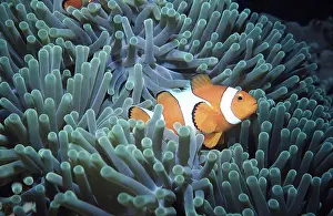 Anemones: CLOWN / ANEMONE FISH on anemone