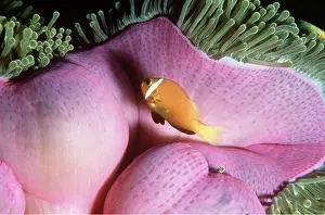 Clown: CLOWN / ANEMONE FISH - on sea anemone