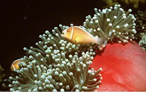 Tentacles: CLOWN / ANEMONE FISH - by Sea Anemone
