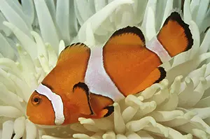 Clown: CLOWN / ANEMONE FISH - In Sea Anemone