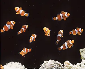 Clown: CLOWN / ANEMONE FISH - shoal