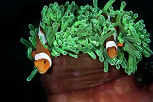 Anemonefishes: Clown Anemonefish