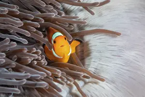 Anemones: Clown anemonefish (Amphiprion ocellaris) in a sea