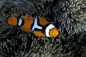 Damselfishes: Clown anemonefish, Amphiprion percula, Witu island, West New