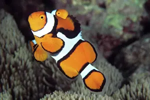 Damselfishes: Clown anemonefish, Amphiprion percula, Walindi, West New Bri