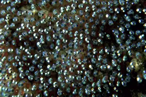 Damselfishes: Clown anemonefish eggs, Witu island, West New Britain, Papua