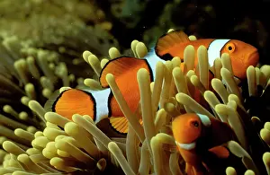 Anemonefishes: Clown anemonefish have a symbiotic relationship