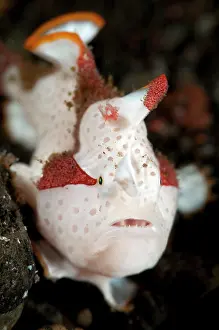 Anglerfish: Clown Anglerfish