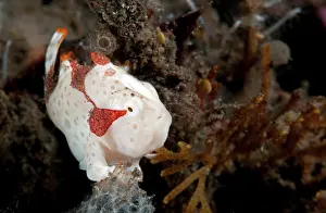 Anglerfish: Clown Anglerfish