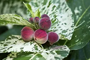 Aspera: Clown fig - Native of Polynesia
