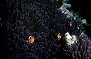 Clownfishes: Clown FIsh