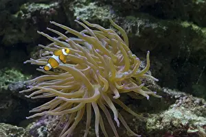 Ocellaris: Clown fish (Amphiprion ocellaris) swimming in Magnificent