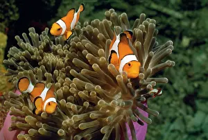 Douglas David Seifert: Clown Fish - three in an anemone