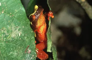 Guyanese: Clown Frog