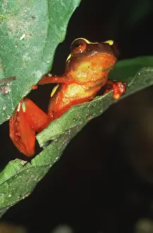 Guyanese: Clown Frog