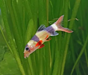 Macracanthus: Clown loach / Tiger loach - side view, tropical freshwater