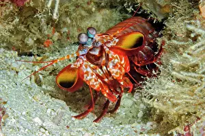 Scyllarus: Clown mantis shrimp (Odonthylactus scyllarus), Indian