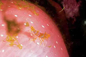 Candy: Clown shrimp / candy shrimp - on Crimson anemone Cribrinopsi