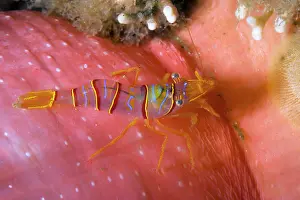 Candy: Clown shrimp or candy shrimp Lebbeus grandimanus on Crimson