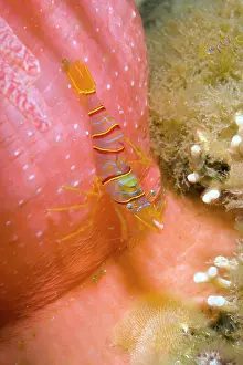 Candy: Clown shrimp or candy shrimp Lebbeus grandimanus on Crimson