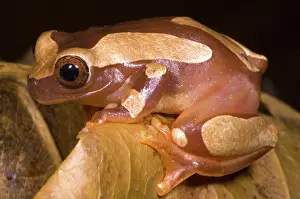 Dendropsophus: Clown Tree Frog