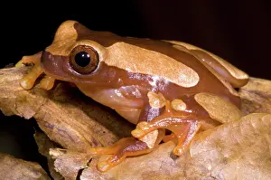 Dendropsophus: Clown Tree Frog