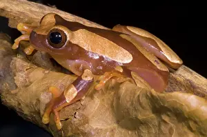 Dendropsophus: Clown Tree Frog